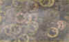WSH0143.JPG (13645 bytes)